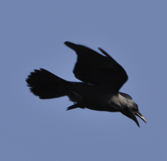 Corvus splendens