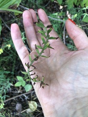 Epipactis helleborine