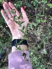 Epipactis helleborine