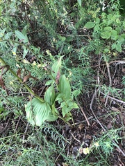 Epipactis helleborine