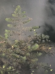 Ceratophyllum demersum