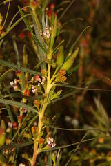 Empleurum unicapsulare
