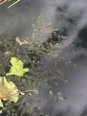 Ceratophyllum demersum