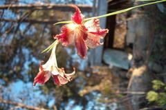 Gladiolus maculatus