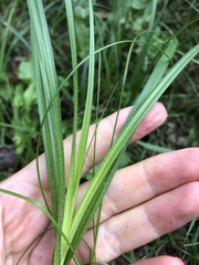Carex hirta