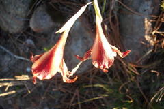 Gladiolus maculatus