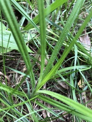 Carex hirta