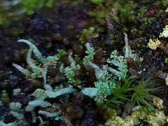 Cladonia norvegica