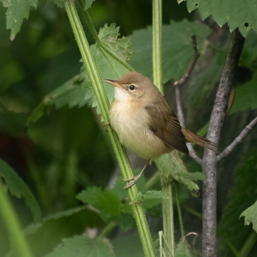 Carricero políglota (Acrocephalus palustris)