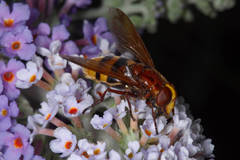 Volucella zonaria