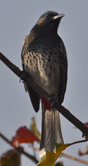 Pycnonotus cafer