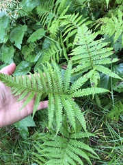 Phegopteris excelsior