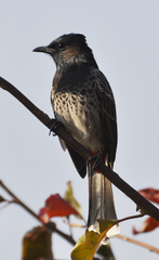 Pycnonotus cafer