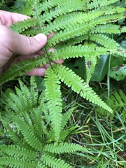 Phegopteris excelsior
