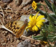Colotis doubledayi