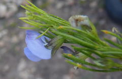 Psoralea laevigata