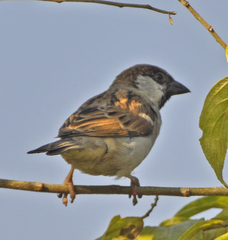 Passer domesticus