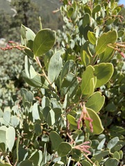 Arctostaphylos peninsularis