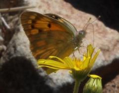 Colotis doubledayi