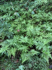 Phegopteris excelsior