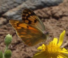 Colotis doubledayi