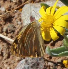 Colotis doubledayi