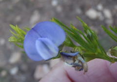 Psoralea laevigata