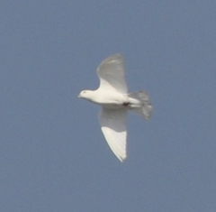 Columba livia domestica