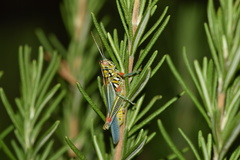 Hesperotettix viridis viridis