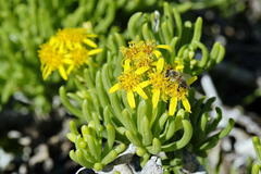 Senecio sarcoides