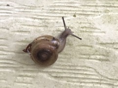 Gastrodontidae
