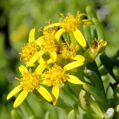 Senecio sarcoides