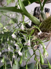 Epidendrum veroscriptum
