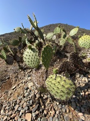 Opuntia clarkiorum