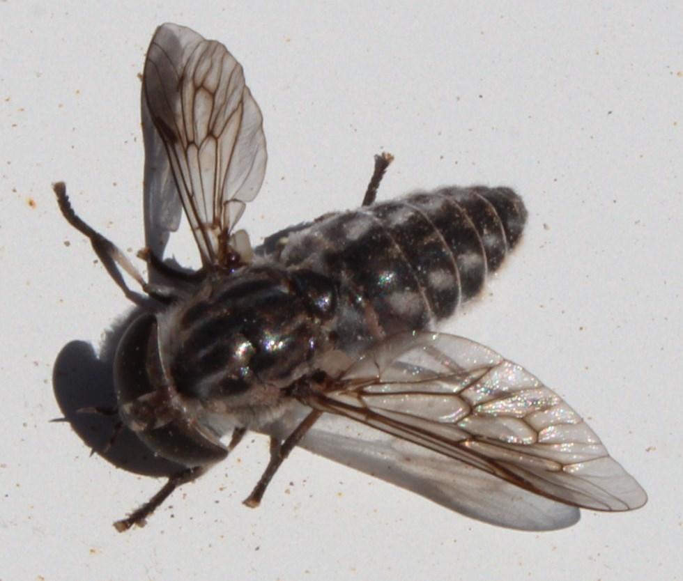 Tabanus leucostomus from De Hoop campsite: Richtersveld National Park ...