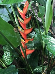 Heliconia chartacea