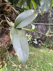 Epidendrum stamfordianum