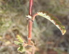 Hermannia althaeoides