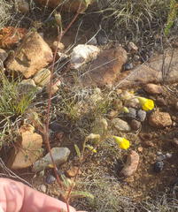 Hermannia althaeoides