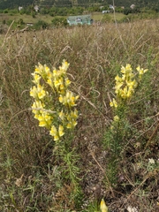 Linaria biebersteinii