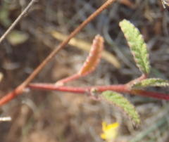 Hermannia althaeoides