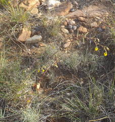 Hermannia althaeoides