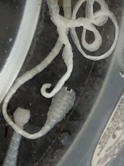 Cestoda