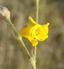 Hermannia althaeoides