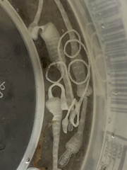 Cestoda