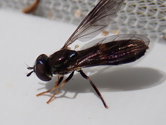 Pyrophaena rosarum