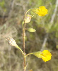 Hermannia althaeoides
