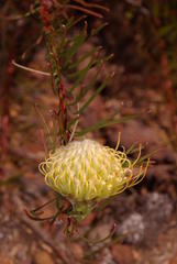Leucospermum lineare