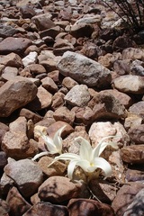 Gethyllis namaquensis