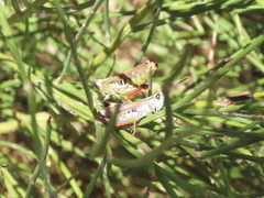 Chorthippus binotatus